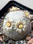 Preview: Mammillaria lasiacantha var. denudata