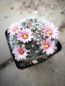 Preview: Mammillaria glassii ssp. ascencionis var.nominis-dulcis