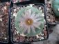 Preview: Lophophora koehresii