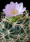 Preview: Gymnocalycium monvilei