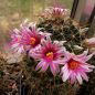 Preview: Mammillaria mainiae