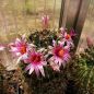Preview: Mammillaria mainiae