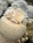 Preview: Epithelantha bokei SB416