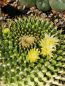 Preview: Mammillaria marksiana