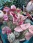 Preview: Hoodia ruschii
