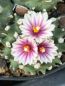 Preview: Turbinicarpus panarottoi