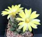 Preview: Mammillaria sphaerica