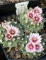 Preview: Turbinicarpus panarottoi