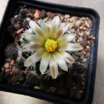 Preview: Escobaria robbinsorum