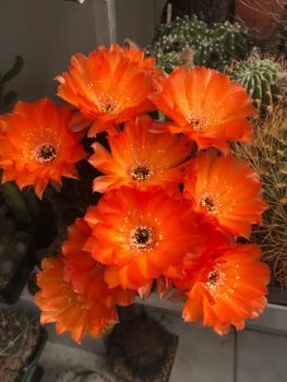 Lobivia-haematantha
