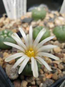 Preview: Lophophora alberto-vojtechii