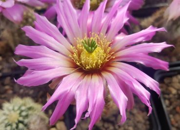Echinocereus reichenbachii var. burensis