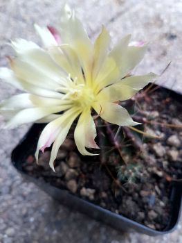 Preview: Ferocactus hamatacanthus