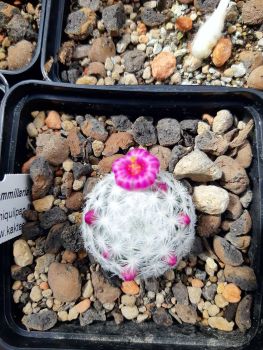Mammillaria humboldtii