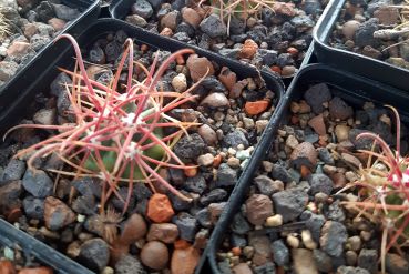 Ferocactus gracillis v.coloratus