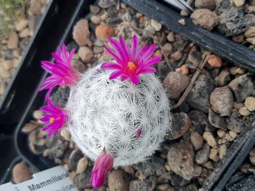 Mammillaria humboldtii