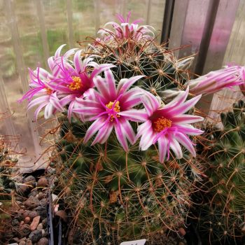 Preview: Mammillaria mainiae