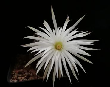 Preview: Setiechinopsis mirabilis