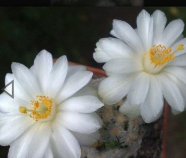 Mammillaria theresae cv. albiflora