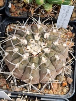 Gymnocalycium riojense supsp. piltziorum VoS 126