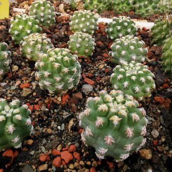 Pygmaeocereus bieblii