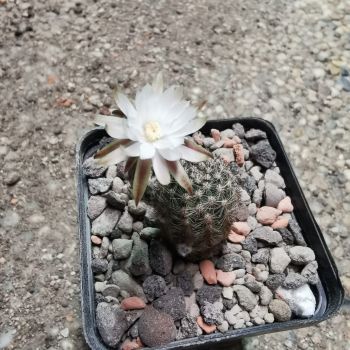 Pygmaeocereus bylesianus