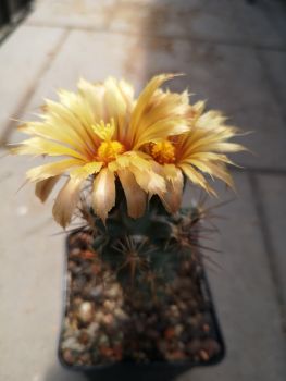 Coryphantha wohlschlageri