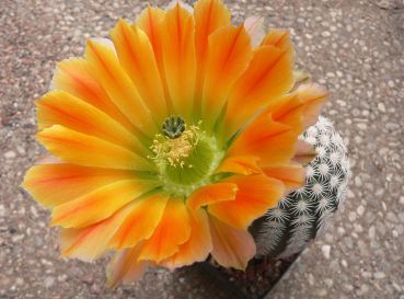 Echinocereus ctenoides – kupfer