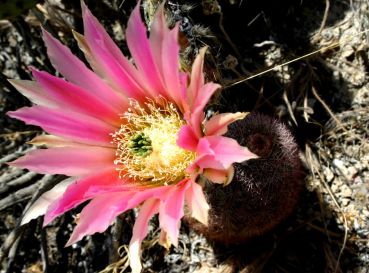 Preview: Echinocereus dasyacanthus Backersfield