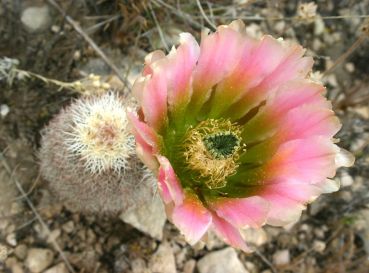 Preview: Echinocereus dasyacanthus Backersfield