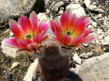 Preview: Echinocereus dasyacanthus (Fort Stockton)