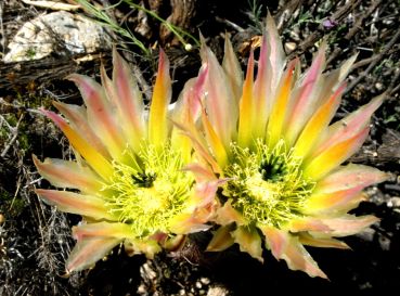 Preview: Echinocereus dasyacanthus (Fort Stockton)