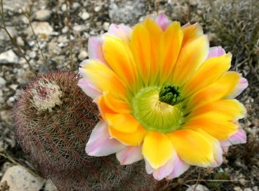 Echinocereus dasyacanthus ssp. crockettianus