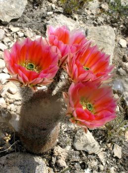 Echinocereus dasyacanthus ssp. crockettianus