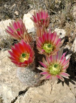 Echinocereus dasyacanthus ssp. crockettianus