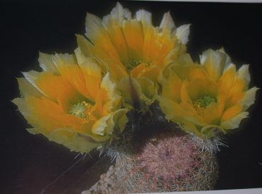 Echinocereus pectinatus (Cuauhtemoc)