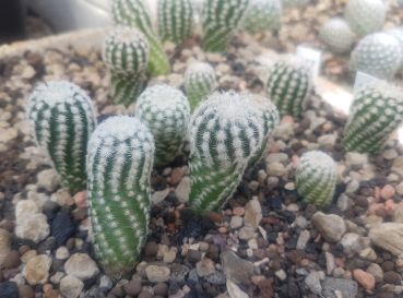 Preview: Echinocereus reichenbachii minor