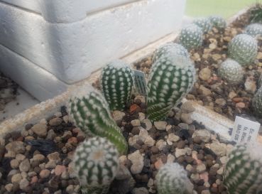 Preview: Echinocereus reichenbachii minor