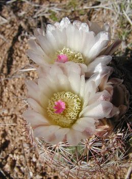 Echinomastus intertextus