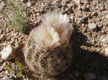 Preview: Echinomastus intertextus