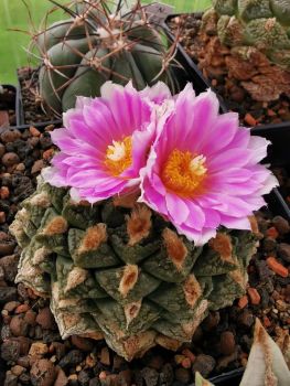 Ariocarpus fissuratus var. lloydii