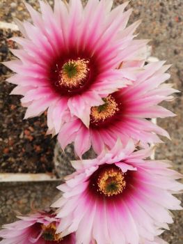 Echinocereus fitchii ssp. bergmannii
