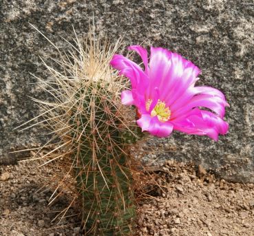 Echinocereus stramineus