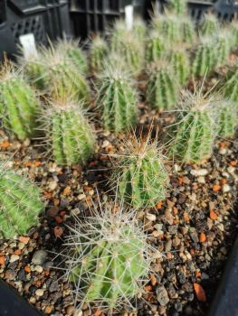 Preview: Echinocereus stramineus