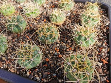 Preview: Gymnocalycium monvilei