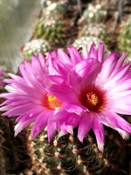 Thelocactus bicolor v. flavispinus