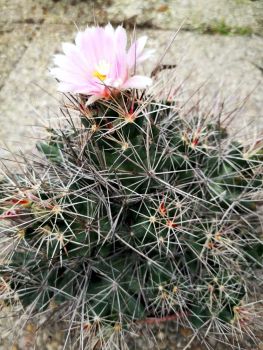 Coryphantha macromeris