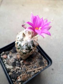 Neolloydia grandiflora
