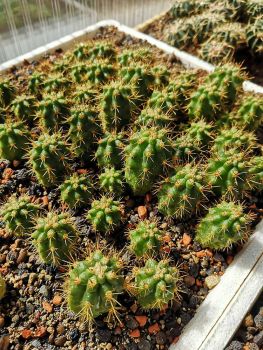 Azureocereus viridis