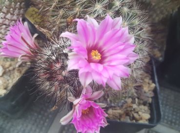Mammillaria tetrancistra